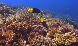 海洋生物视频,揭秘深海生物的神秘世界